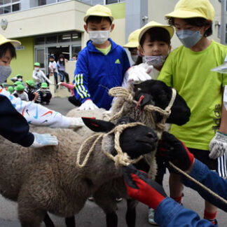 羊が仲間入り　昭和小１年生が飼育体験(2022-06-24)