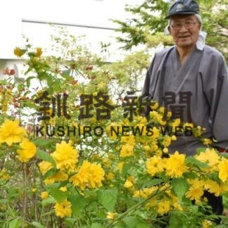 大成寺裏庭でヤマブキ満開(2022-06-18)