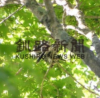 シマエナガ巣立ちの季節　春採公園(2022-06-22)