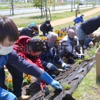 通りににぎわいを　商工会青年部がプロムナードに芝桜(2022-06-10)