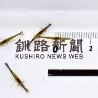 シマエビ種苗生産順調　根室市水研、９月の放流目指す(2022-06-22)