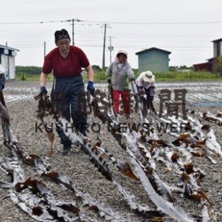 成コンブ漁始まる　市内で天日干し作業(2022-07-02)