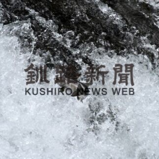 サクラマス遡上すごい　標津小児童がサケ学習_1(2022-07-12)