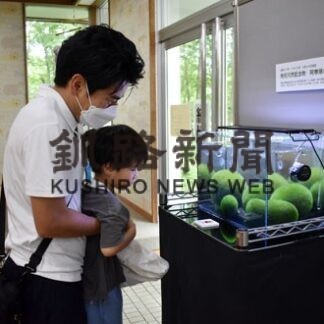 釧路市動物園でマリモ実物展示、生態と魅力知って(2022-08-09)