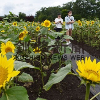 咲き誇る黄色い花、開陽の丘でヒマワリ見頃(2022-08-14)