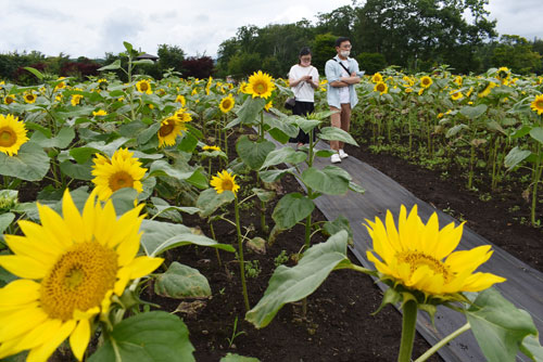 咲き誇る黄色い花、開陽の丘でヒマワリ見頃(2022-08-14)