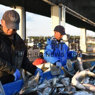 秋サケ各地で水揚げ　標津振るわず、野付は漁獲量増(2022-09-11)
