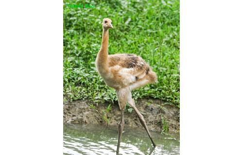 台湾のタンチョウのヒナ 哩鶴(リーホー)命名(2022-09-22)