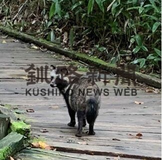 タヌキ、湿原遊歩道がお好き　秋もひょっこり(2022-09-27)