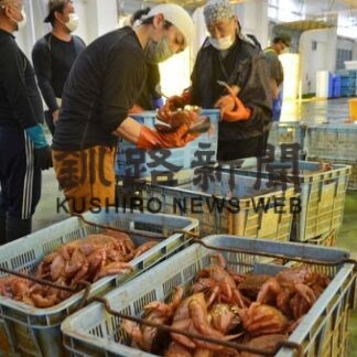 白糠で毛ガニ初水揚げ　昨年より減も今後に期待(2022-09-03)