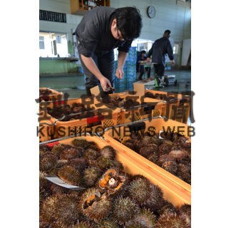 浜中養殖うに待望初水揚　赤潮、流氷被害乗り越え(2022-09-16)