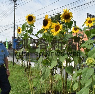 無事故願うヒマワリ、今年も大輪　中標津署前(2022-10-01)