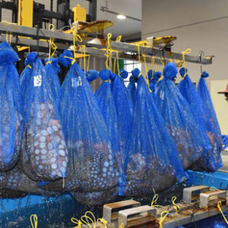 歯舞漁協でブランド「金たこ」出荷(2022-09-10)