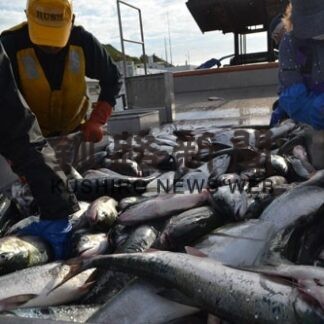 秋サケ漁解禁 初水揚げ５㌧　白糠漁協(2022-09-04)