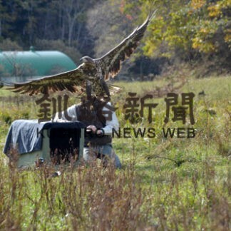 釧路自然環境事務所、オジロワシ２羽放鳥(2022-10-26)