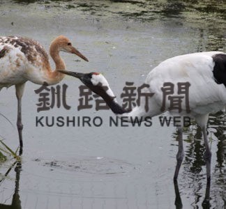 ひなの名前「ヒナタ」に　阿寒国際ツルセンター、来館呼び掛け(2022-10-07)