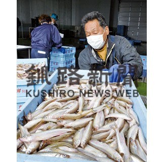 厚岸シシャモ漁初水揚げ1.2㌧(2022-10-07)