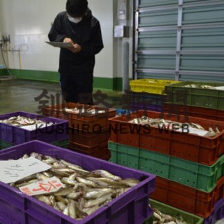 シシャモ漁解禁初水揚げ　白糠沖、前年比１．５倍の高値に(2022-10-21)