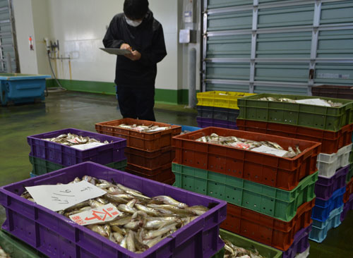 シシャモ漁解禁初水揚げ 白糠沖、前年比1.5倍の高値に(2022-10-21)