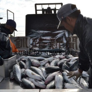 秋サケ序盤白糠豊漁　前年費２倍(2022-10-12)