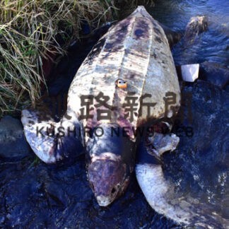 オワッタラウシ川にオサガメの死骸漂着　市民が発見(2022-10-12)