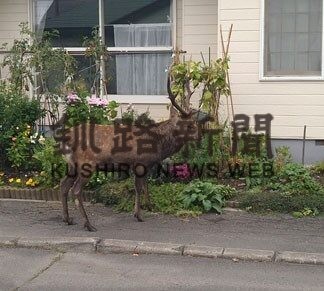 市街地でエゾシカ出没増加　通報件数すでに７４件(2022-11-09)