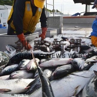 秋サケ定置網漁、えりも以東東部で漁獲量減(2022-12-01)