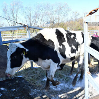 牛も冬支度　釧路新野牧場夏期放牧終了(2022-11-03)