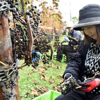 おいしいワイン期待　ブドウ「清見」収穫(2022-11-05)