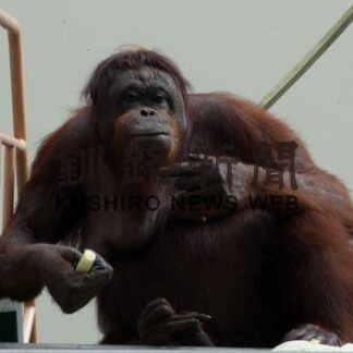 ４３歳「ロリー」死ぬ　釧路市動物園　ボルネオオランウータン(2022-11-09)