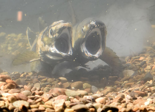 標津サーモン科学館 サケの産卵立ち会って(2022-11-12)
