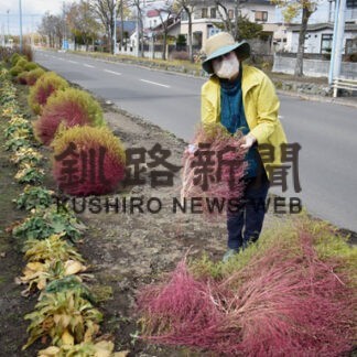 花壇のコキア荒らされる　美原２丁目町内会「怒り心頭」(2022-11-02)