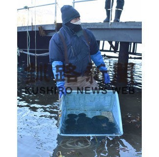 マリモ湖底で冬ごもり(2022-12-03)