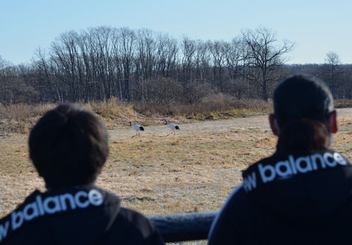 タンチョウ越冬分布調査 鳥インフル警戒の中(2022-12-03)