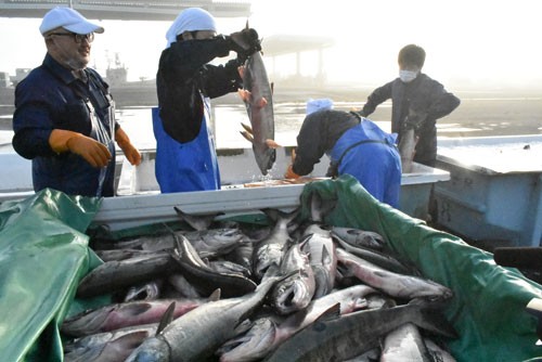 根室海区秋サケ341万6520匹 前年2倍、来遊予測上回る(2022-12-08)