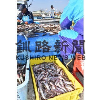 釧路海域　シシャモ漁獲４３％増９７㌧、体長過去最大(2022-12-02)