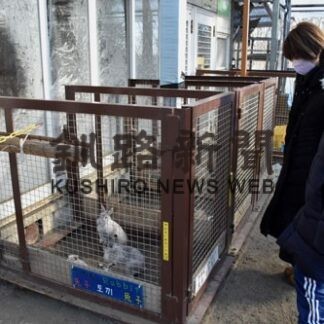 干支のウサギかわいい　釧路市動物園新年営業開始(2023-01-04)
