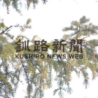 霧笛　キクイタダキ(2023-01-16)