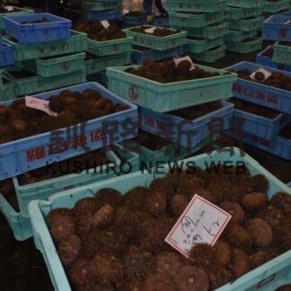 ウニ、ホタテ漁 初水揚げ　羅臼、標津(2023-01-13)