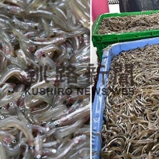 えっ！釘を食べるの!? 関西の春の風物詩「いかなごの釘煮」(2023-03-01)