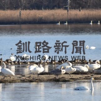 オオハクチョウ２３４０羽飛来　風蓮湖・春国岱で日本野鳥の会調査(2023-04-01)