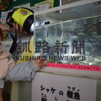 サケ稚魚の水槽、施設内に展示　道立ゆめの森公園(2023-03-30)