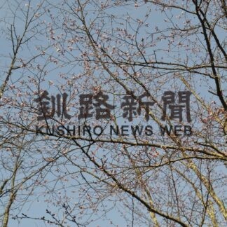 音別でサクラ開花(2023-04-26)