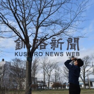 サクラ開花まだ先　柳町公園で観測開始(2023-04-25)