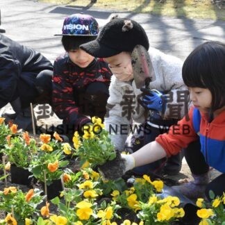 動物園華やかに　山花小中パンジー３００株植栽(2023-04-27)