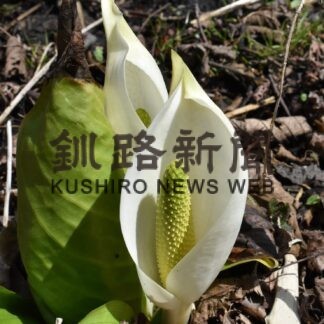 春告げるミズバショウ　霧多布湿原でかれんに咲く(2023-04-19)