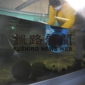 阿寒湖のマリモ展示用水槽へ(2023-04-27)