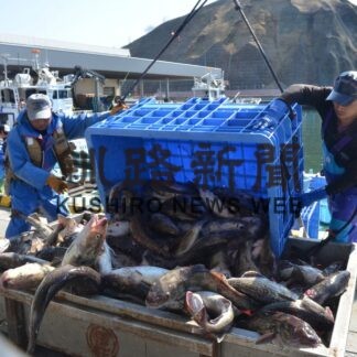 春定置操業始まる　トキシラズ見えず(2023-04-25)