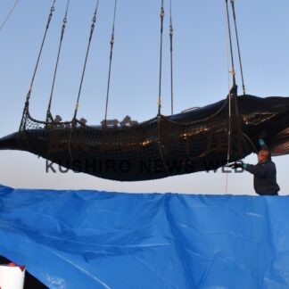 ミンククジラ３頭水揚げ　商業捕鯨スタート(2023-04-04)