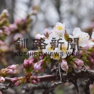 千島桜が開花、昨年より早く　根室振興局前庭(2023-04-25)